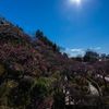 池上梅園写ん歩...01