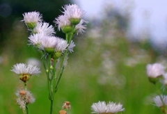 ハルジオンの季節はもうそろそろ.....