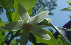 柚子の花が咲いています......