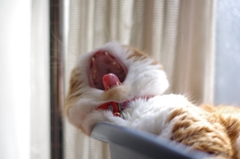 あくび....（＝ΦωΦ＝）04