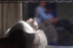 こんにちにゃ～　(=^・^=)