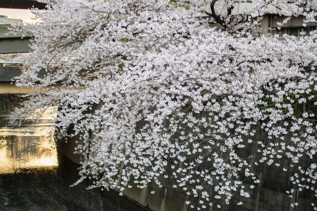 朝日と桜と川 2