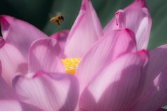 蓮と蜂...04＠上野不忍池.