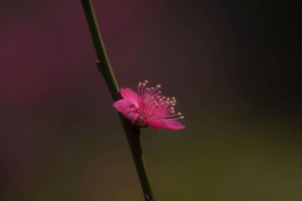 百草園の枝垂れ紅梅