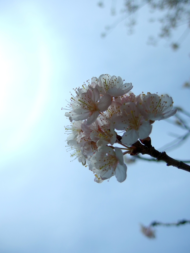 サクラサク....03