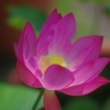 蓮華0713-02