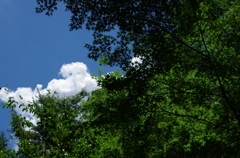 空と雲とそして木々...02