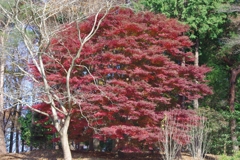 もみじ＠青梅　04