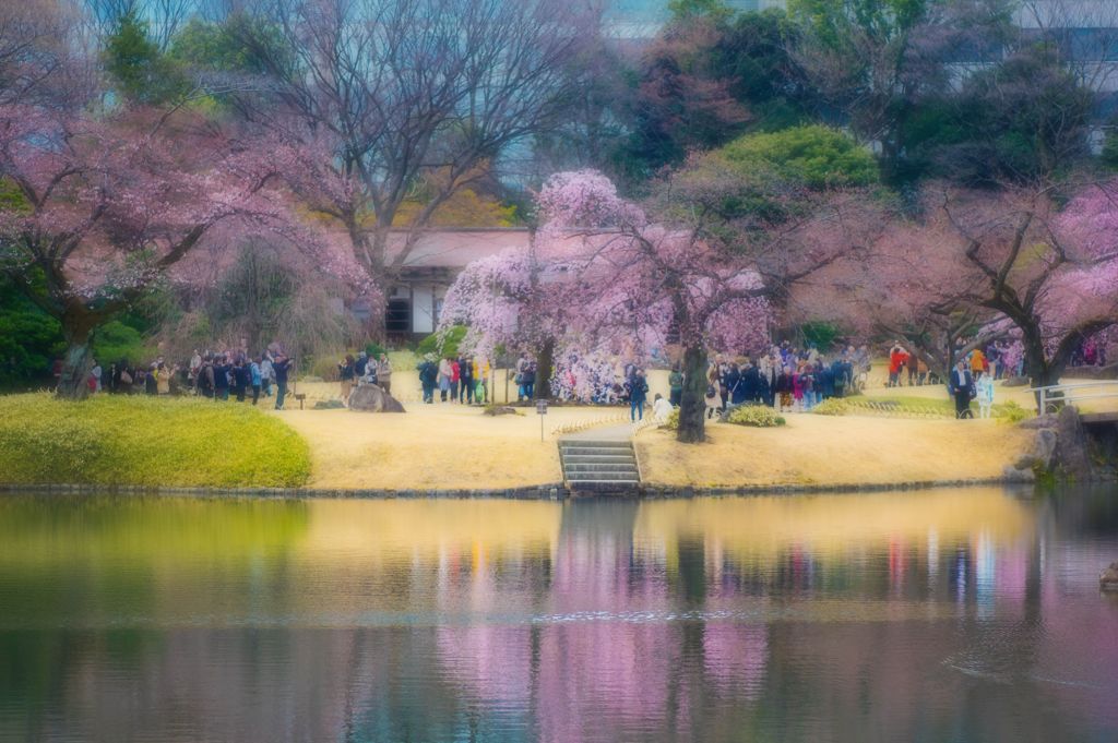 桜狩り@小石川後楽園 4