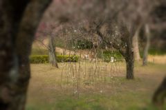 小石川植物園のウメ林に魅せられて...03