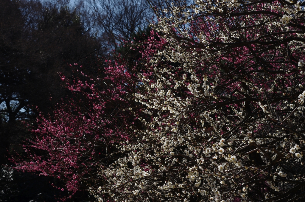 新宿御苑の白梅紅梅 03