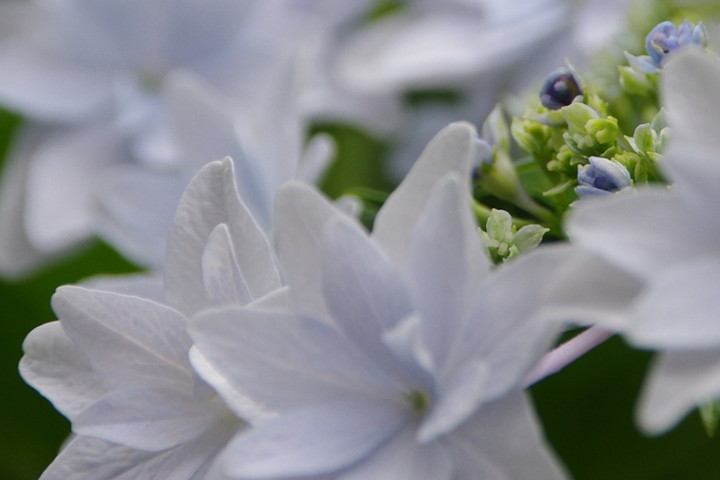 紫陽花 04