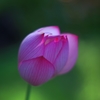 蓮華03