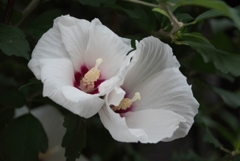 路地に咲く夏の花...