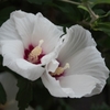 路地に咲く夏の花...