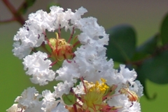 サルスベリの花