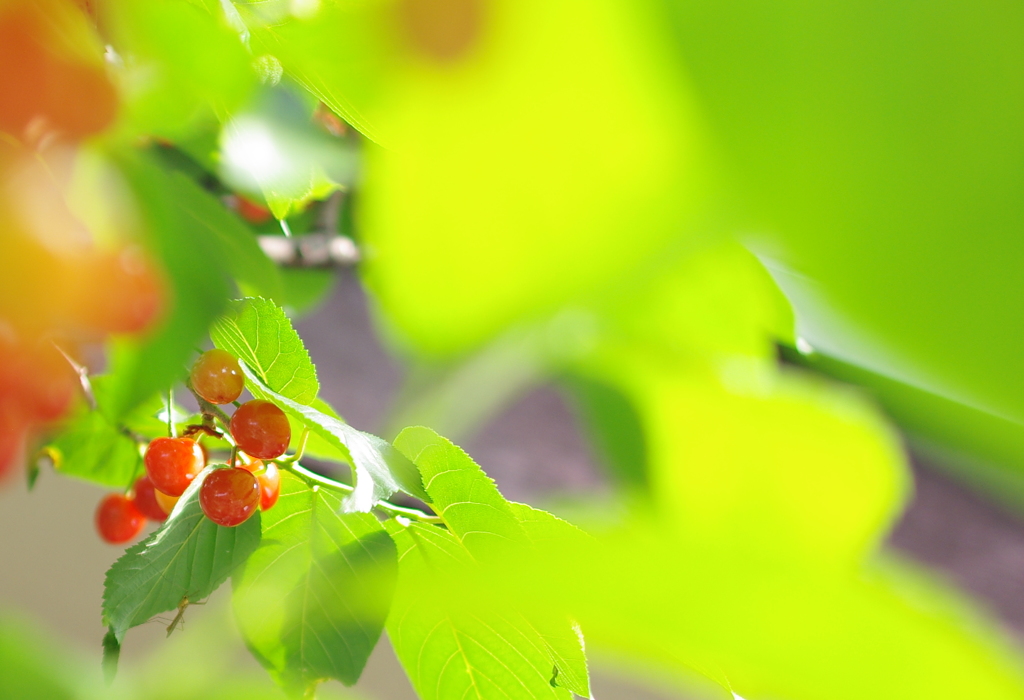 収穫どきです。小鳥たちもやってきます。