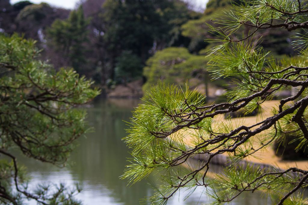 池と松