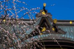 牛天神北野神社の枝垂れ梅...03
