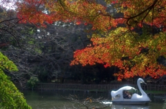 モミジ＠井の頭公園04　20151129