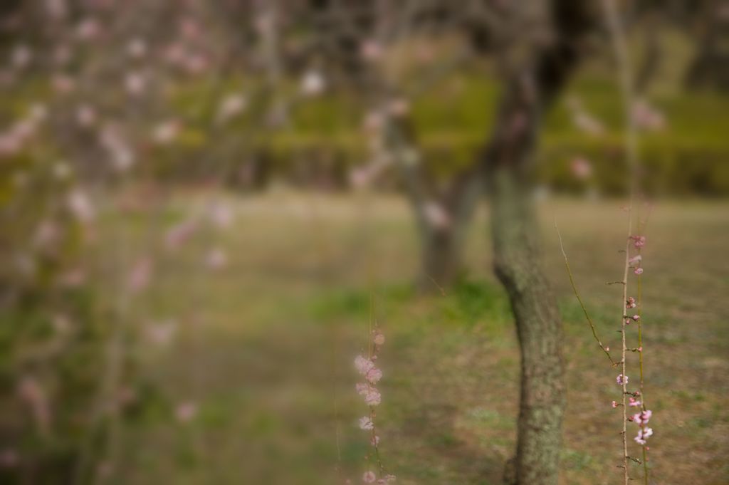 小石川植物園のウメ林に魅せられて...04