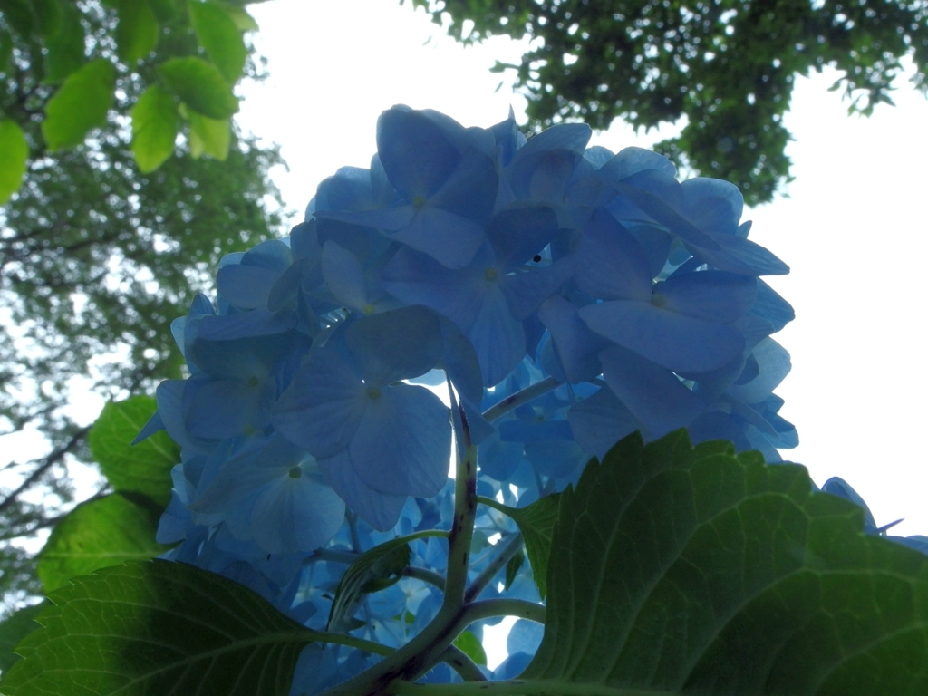 紫陽花　06