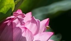 蓮と蜂...02＠上野不忍池.