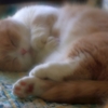 ゆめのなかへ...（＝ΦωΦ＝）