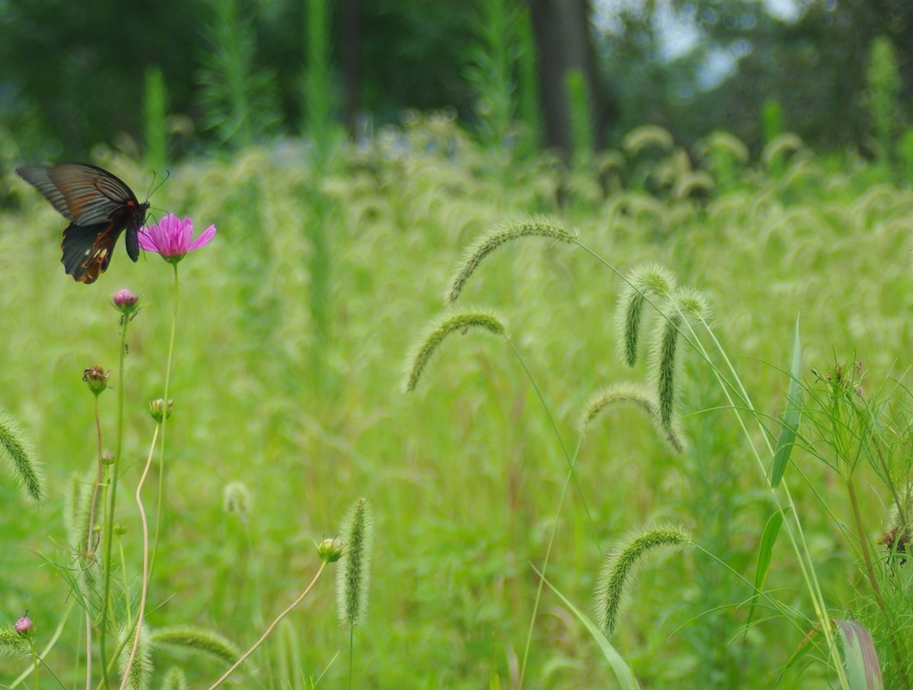 クロアゲの吸蜜.....