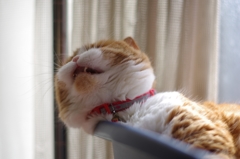 あくび....（＝ΦωΦ＝）02