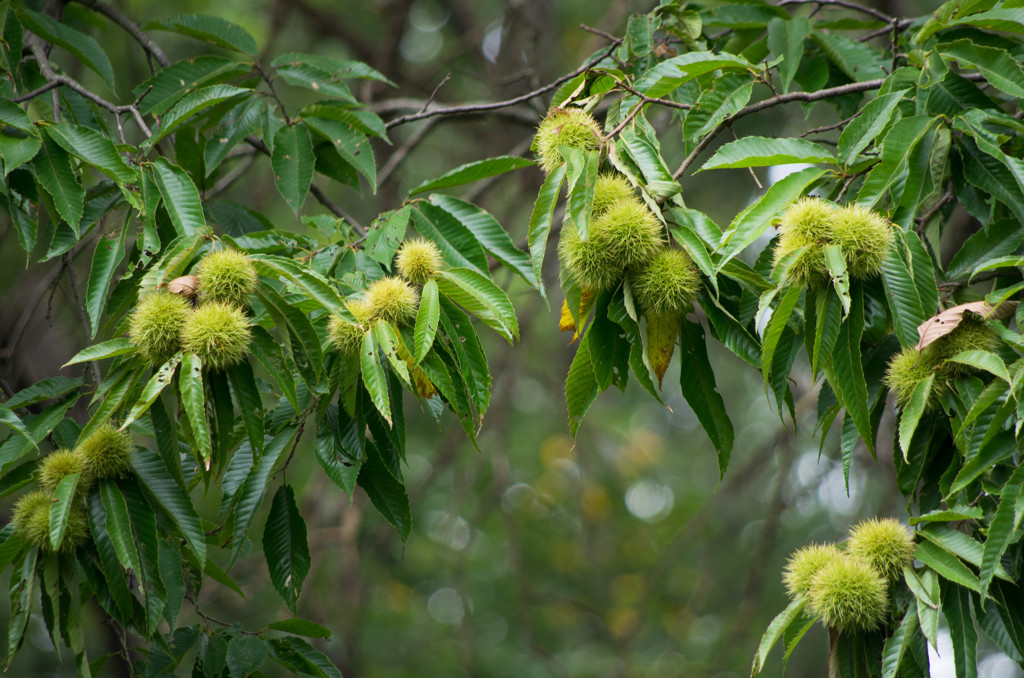 秋の気配...栗