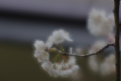 桜桃(サクランボ)の花満開...05