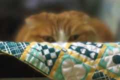 こそっーと見てる...（＝ΦωΦ＝）