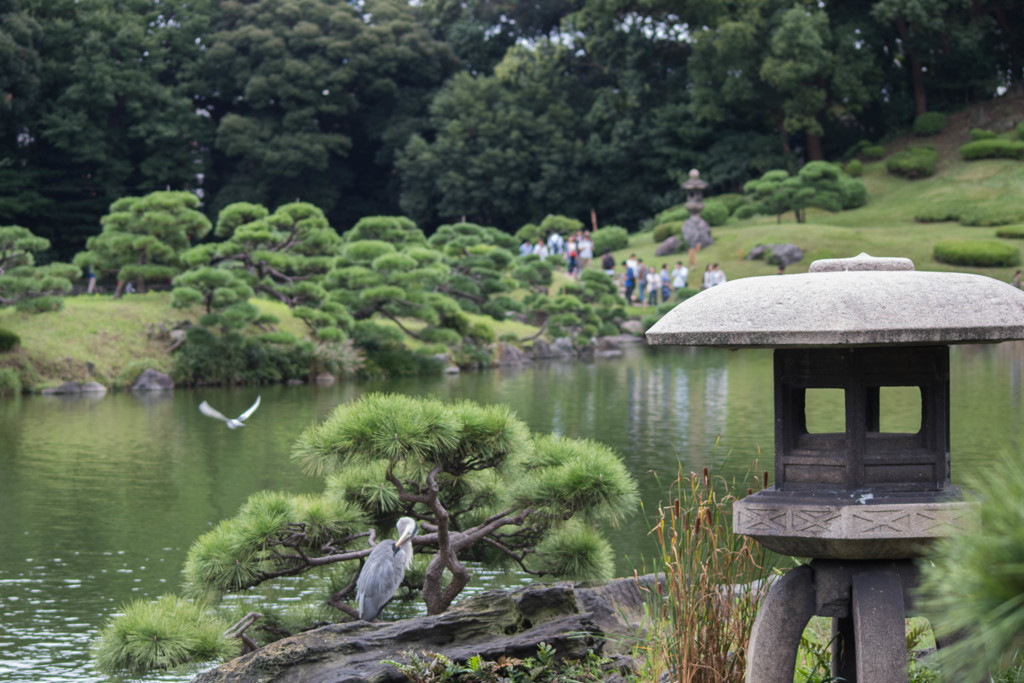 鷺と鳩とそして人人人...＠清澄庭園