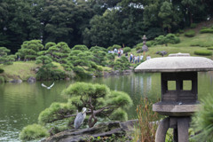 鷺と鳩とそして人人人...＠清澄庭園