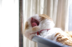 あくび....（＝ΦωΦ＝）03