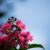 サルスベリの花...02