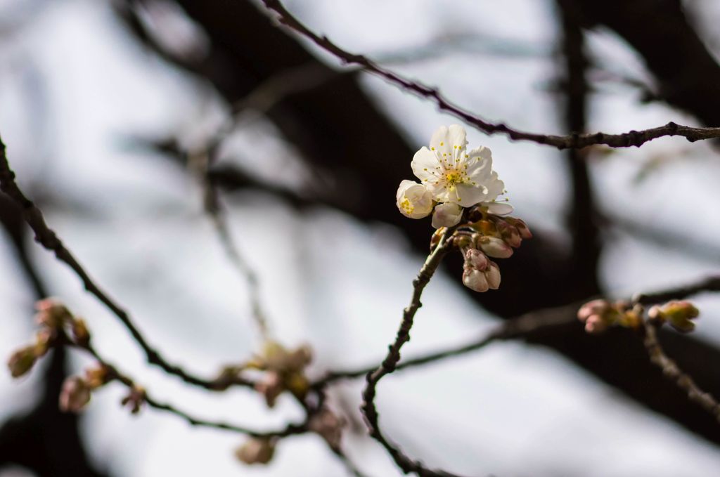 サクランボの花がちらほらと...