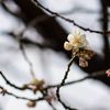 サクランボの花がちらほらと...