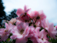 代々木公園の花畑...01