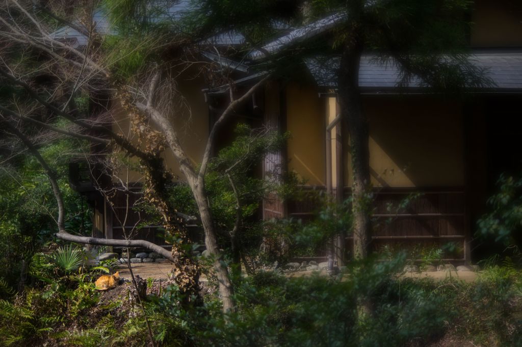 にゃんこ微睡む...（＝ΦωΦ＝）