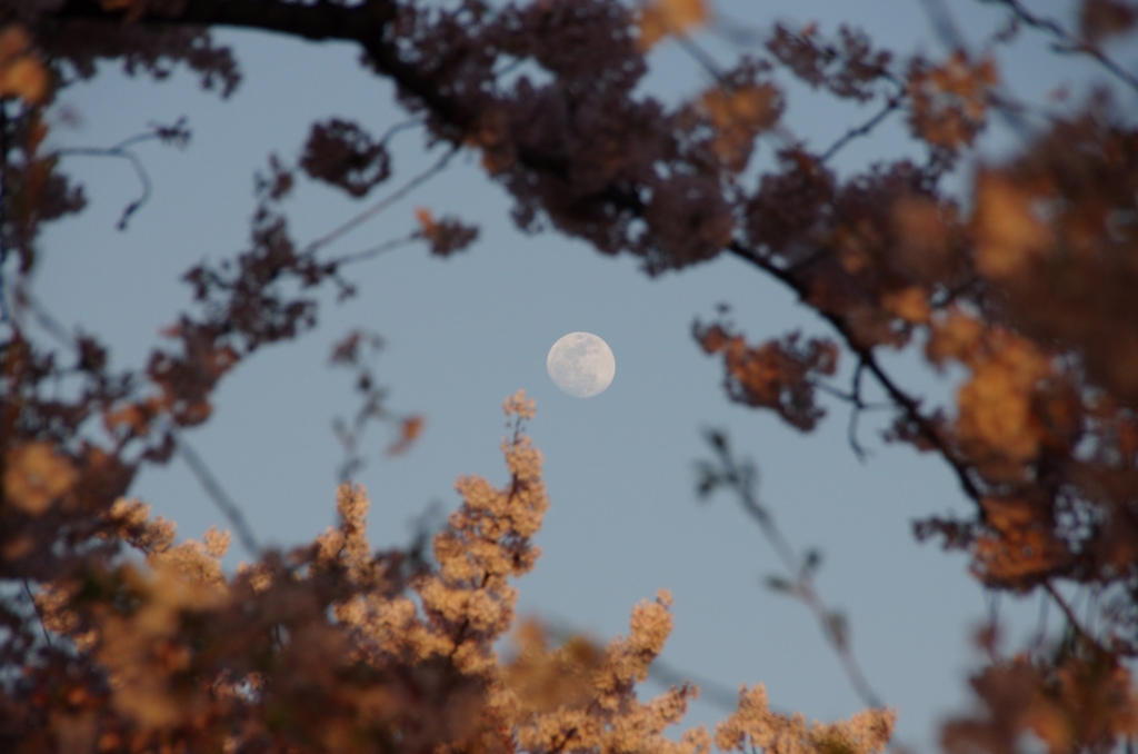 月と桜　その3　（2015年4月2日午後5時32分）