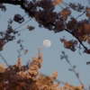 月と桜　その3　（2015年4月2日午後5時32分）