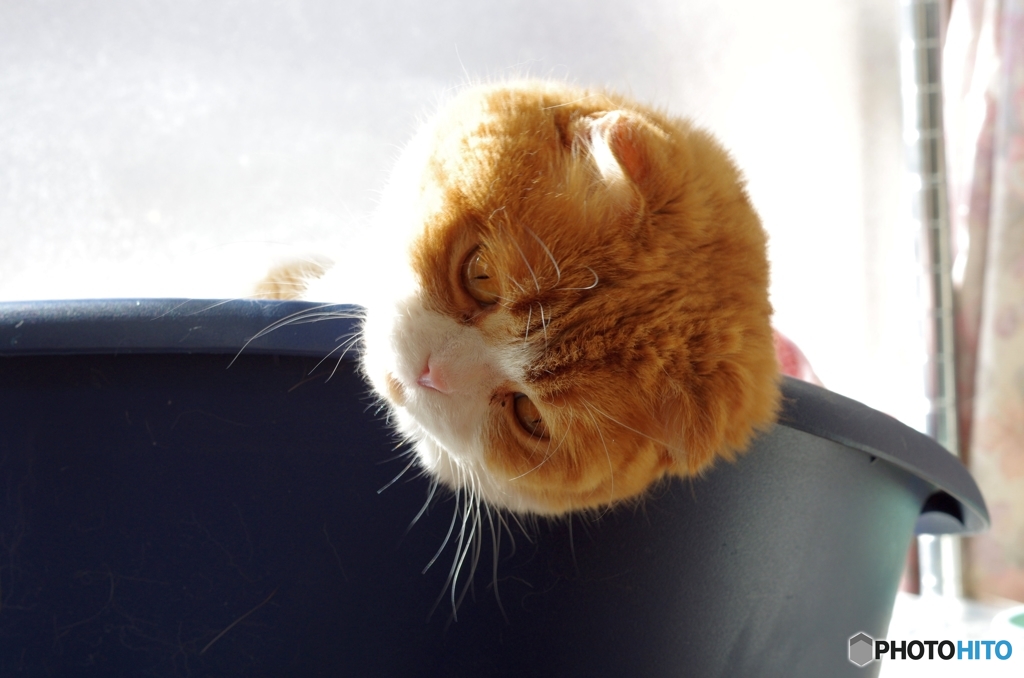 みごとな眉毛とお髭.....（＝ΦωΦ＝）