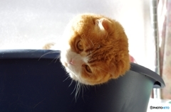 みごとな眉毛とお髭.....（＝ΦωΦ＝）