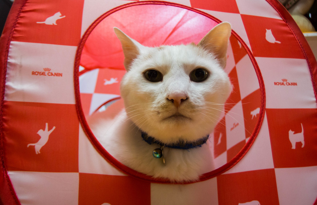 ニューハウス 2...(=^・^=)