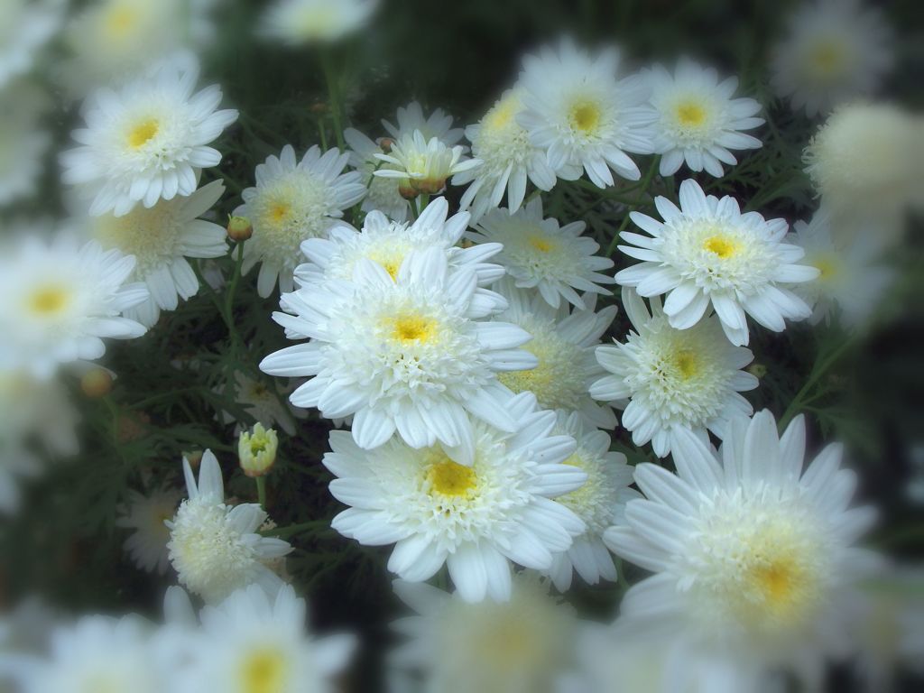 街で見かけた素敵な花..02