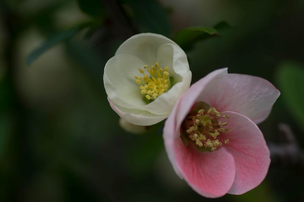 木瓜の花