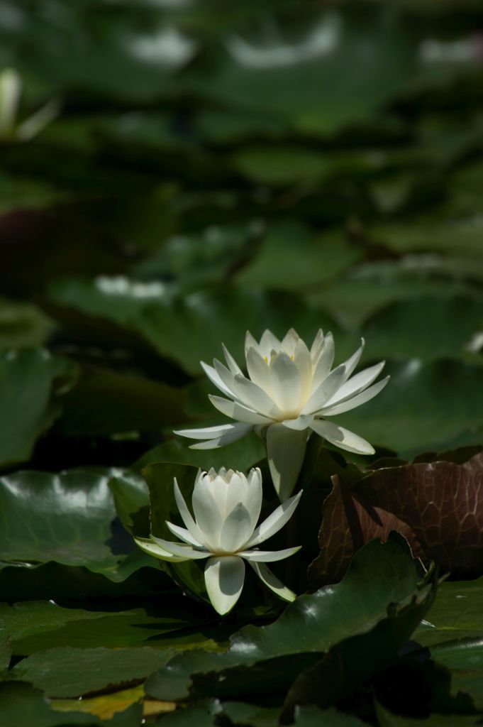 蓮華 2