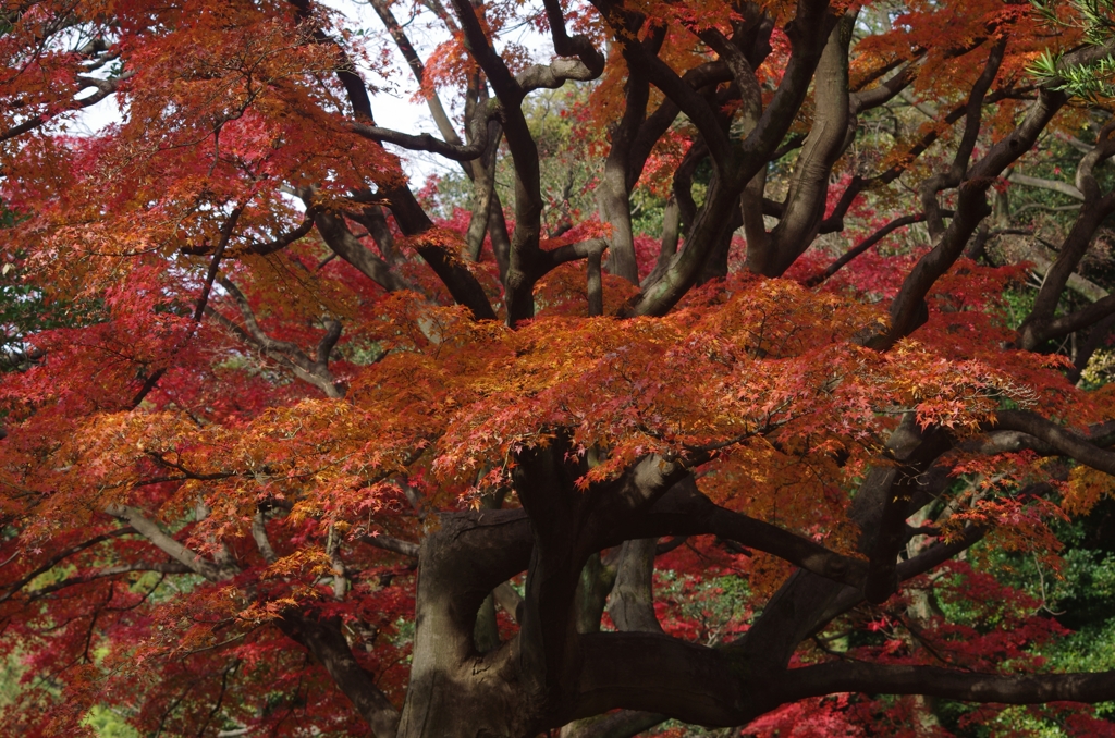 六義園のモミジです...04